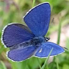 Attēlu rezultāti vaicājumam “Vacciniina optilete”