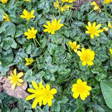 Attēlu rezultāti vaicājumam “Eranthis hyemalis”