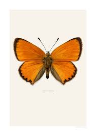 Attēlu rezultāti vaicājumam “Lycaena virgaureae”