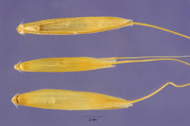 Attēlu rezultāti vaicājumam “Elymus caninus fruit”