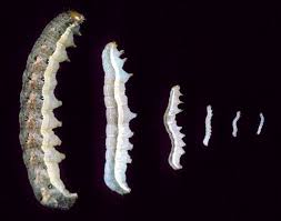 Attēlu rezultāti vaicājumam “Mamestra brassicae larva”