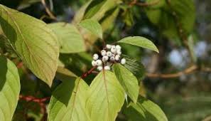 Attēlu rezultāti vaicājumam “Cornus sericea”