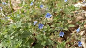 Attēlu rezultāti vaicājumam “Veronica chamaedrys bud”