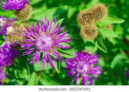 Attēlu rezultāti vaicājumam “Centaurea phrygia flower”