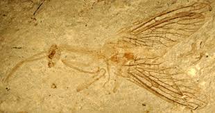 Attēlu rezultāti vaicājumam “Raphidia larva”