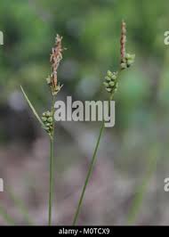 Attēlu rezultāti vaicājumam “Carex globularis flower”