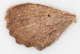 Attēlu rezultāti vaicājumam “Earophila badiata”