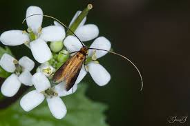 Attēlu rezultāti vaicājumam “Cauchas rufimitrella”