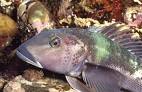 Parapercis colias Blue cod  ...