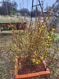 Attēlu rezultāti vaicājumam “Forsythia intermedia flower”