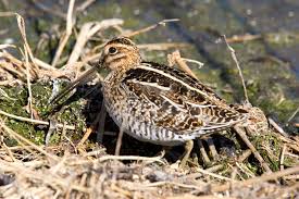 Image result for Gallinago delicata