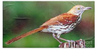 Image result for Toxostoma rufum