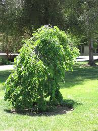 Attēlu rezultāti vaicājumam “Ulmus glabra”