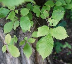 Attēlu rezultāti vaicājumam “Ulmus laevis”