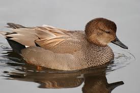 Attēlu rezultāti vaicājumam “Anas strepera female”