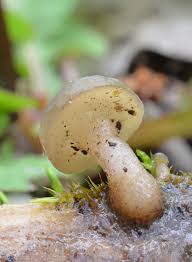 Attēlu rezultāti vaicājumam “Cudoniella clavus”