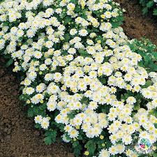 Image result for Tanacetum parthenium