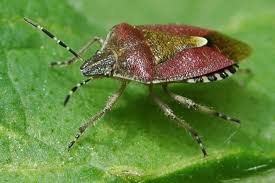 Attēlu rezultāti vaicājumam “Elasmucha grisea”