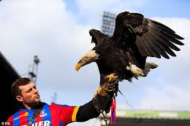 Image result for Palace Eagles Octopush Club