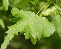 Attēlu rezultāti vaicājumam “Tilia platyphyllos Laciniata leaf”
