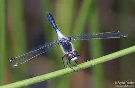 Attēlu rezultāti vaicājumam “Leucorrhinia”