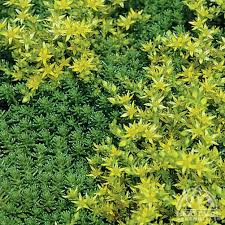 Attēlu rezultāti vaicājumam “Sedum sexangulare”