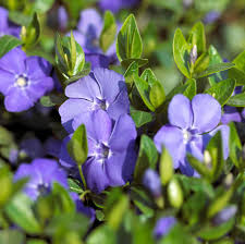 Attēlu rezultāti vaicājumam “Vinca minor flower”