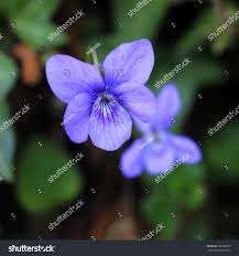 Attēlu rezultāti vaicājumam “Viola riviniana flower”