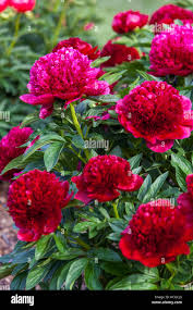 Attēlu rezultāti vaicājumam “Paeonia lactiflora”