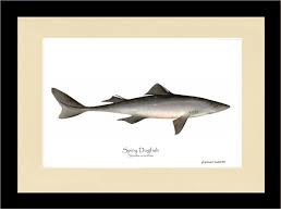 Image result for Squalus acanthias