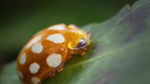 Attēlu rezultāti vaicājumam “Halyzia sedecimguttata”