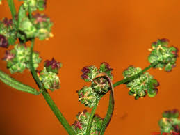 Attēlu rezultāti vaicājumam “Licea chelonoides spores”