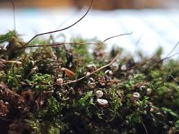 Attēlu rezultāti vaicājumam “Diderma chondrioderma”