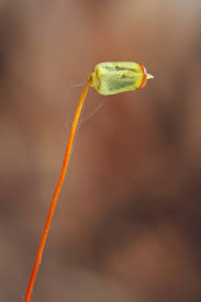 Attēlu rezultāti vaicājumam “Polytrichum commune var. perigoniale”