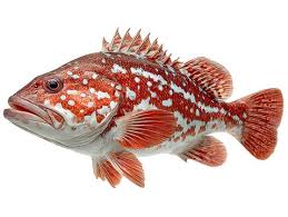 Image result for Epinephelus morio