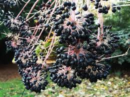 Attēlu rezultāti vaicājumam “Kalopanax septemlobus”