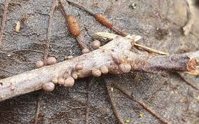 Attēlu rezultāti vaicājumam “Dianema nivale spores”