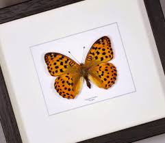 Attēlu rezultāti vaicājumam “Argynnis laodice underside”