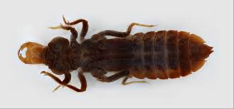 Attēlu rezultāti vaicājumam “Gomphidae”