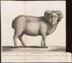 Attēlu rezultāti vaicājumam “Ovis aries”