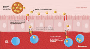 Image result for Malfoder