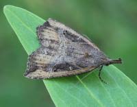 Attēlu rezultāti vaicājumam “Hypena rostralis”