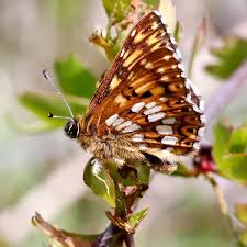 Attēlu rezultāti vaicājumam “Hamearis lucina”