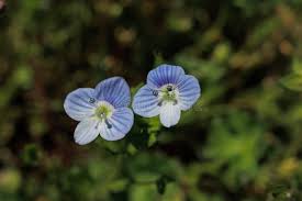 Attēlu rezultāti vaicājumam “Veronica persica flower”