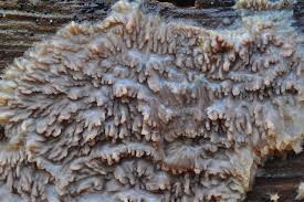 Attēlu rezultāti vaicājumam “Phlebia radiata”