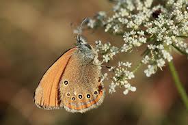 Attēlu rezultāti vaicājumam “Coenonympha glycerion”
