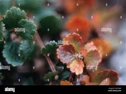 Attēlu rezultāti vaicājumam “Betula nana leaf”