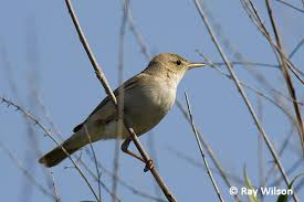 Image result for Hippolais pallida