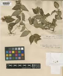 Attēlu rezultāti vaicājumam “Lonicera ferdinandii”