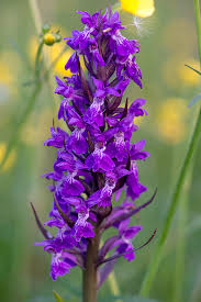 Attēlu rezultāti vaicājumam “Dactylorhiza majalis subsp. baltica”